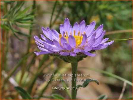 Aster alpinus | Alpenaster, Aster | Alpenaster