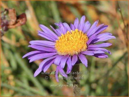 Aster alpinus | Alpenaster, Aster | Alpenaster