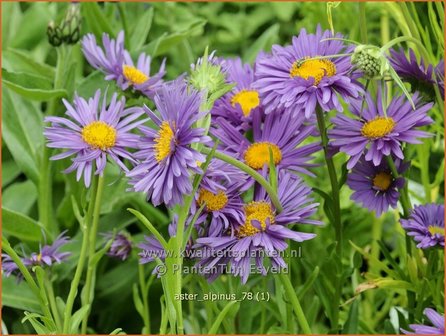 Aster alpinus | Alpenaster, Aster | Alpenaster