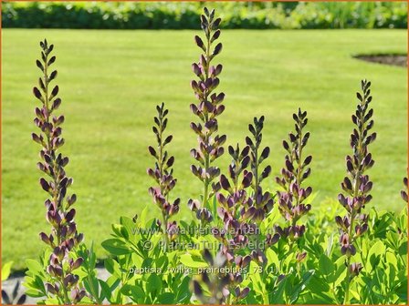 Baptisia &#039;Twilite Prairieblues&#039; | Valse indigo, Indigolupine | Kleinere F&auml;rberh&uuml;lse