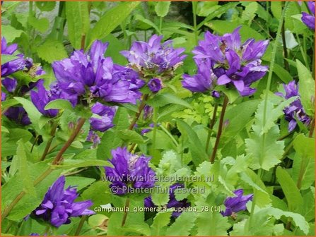 Campanula glomerata &#039;Superba&#039; | Kluwenklokje, Kopcampanula, Klokjesbloem | Kn&auml;uel-Glockenblume