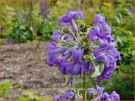 Clematis heracleifolia &#039;Cassandra&#039; | Bosrank, Clematis | Breitbl&auml;ttrige Waldrebe