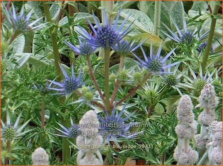 Eryngium planum &#039;Blaukappe&#039; | Blauwe distel, Framboosdistel, Kruisdistel | Flachbl&auml;ttriger Mannstreu