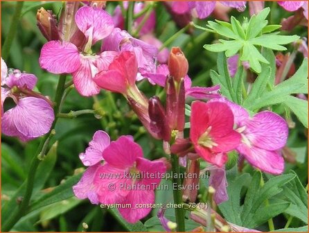 Erysimum &#039;Constant Cheer&#039; | Vaste muurbloem, Steenraket, Muurbloem | Sch&ouml;terich