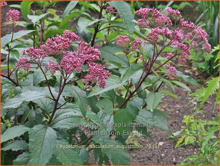 Eupatorium maculatum &amp;#39;Augustrubin&amp;#39; | Koninginnekruid, Leverkruid | Gefleckter Wasserdost