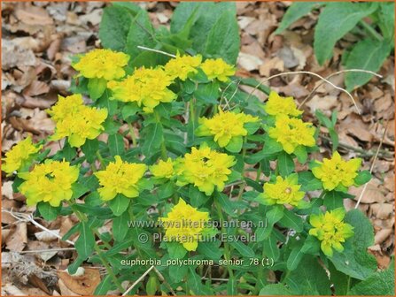 Euphorbia polychroma &#039;Senior&#039; | Kleurige wolfsmelk, Wolfsmelk | Gold-Wolfsmilch