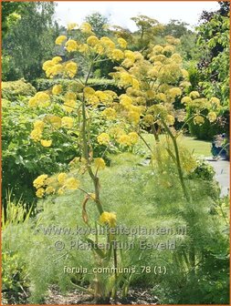 Ferula communis | Reuzenvenkel | Riesenfenchel