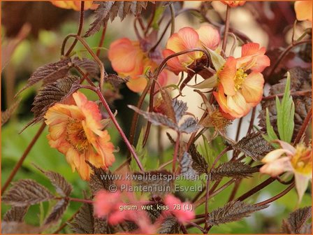 Geum &#039;Wet Kiss&#039; | Nagelkruid | Nelkenwurz