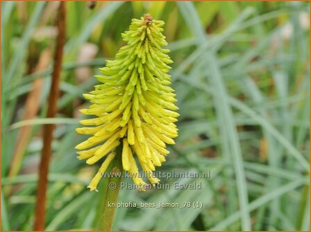 Kniphofia &#039;Bees Lemon&#039; | Vuurpijl, Fakkellelie | Fackellilie