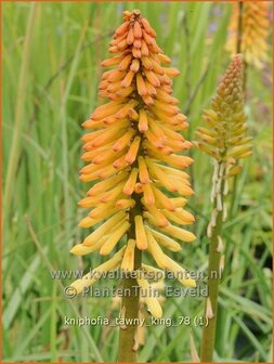 Kniphofia &#039;Tawny King&#039; | Vuurpijl, Fakkellelie | Fackellilie