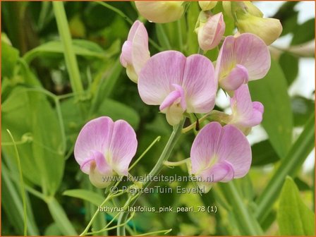 Lathyrus latifolius &#039;Pink Pearl&#039; | Brede lathyrus, Vaste siererwt, Pronkerwt, Siererwt | Breitbl&auml;ttrige Platterbse