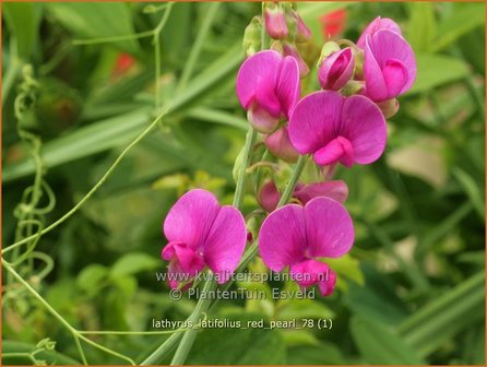 Lathyrus latifolius &#039;Red Pearl&#039; | Brede lathyrus, Vaste siererwt, Pronkerwt, Siererwt | Breitbl&auml;ttrige Platterbse