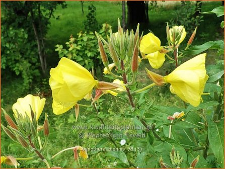 Oenothera biennis | Middelste teunisbloem, Gewone teunisbloem, Teunisbloem | Gew&ouml;hnliche Nachtkerze