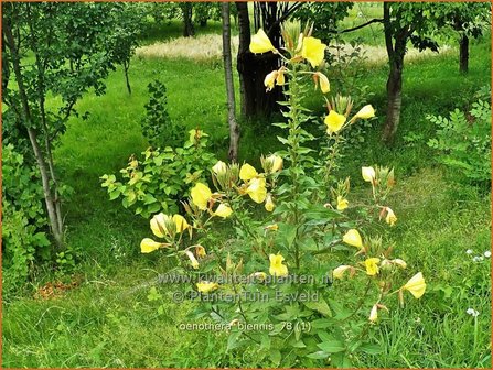 Oenothera biennis | Middelste teunisbloem, Gewone teunisbloem, Teunisbloem | Gew&ouml;hnliche Nachtkerze