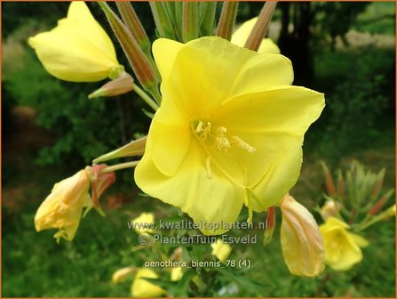 Oenothera biennis | Middelste teunisbloem, Gewone teunisbloem, Teunisbloem | Gew&ouml;hnliche Nachtkerze