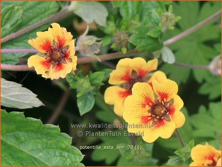 Potentilla &amp;#39;Esta Ann&amp;#39; | Ganzerik | Fingerkraut