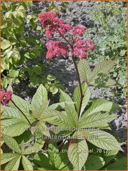 Rodgersia pinnata &#039;Crug Cardinal&#039; | Schout-bij-nacht, Kijkblad | Fiederbl&auml;ttriges Schaublatt