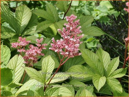 Rodgersia pinnata &#039;Maurice Mason&#039; | Schout-bij-nacht, Kijkblad | Fiederbl&auml;ttriges Schaublatt