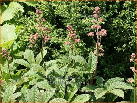 Rodgersia pinnata &#039;Maurice Mason&#039; | Schout-bij-nacht, Kijkblad | Fiederbl&auml;ttriges Schaublatt