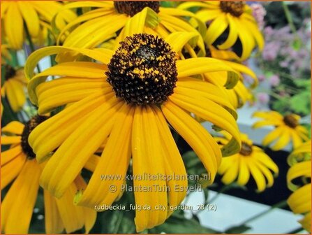 Rudbeckia fulgida &#039;City Garden&#039; | Zonnehoed | Gew&ouml;hnlicher Sonnenhut