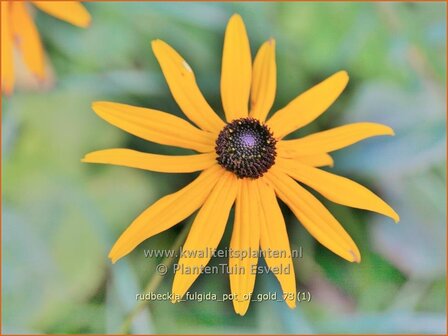 Rudbeckia fulgida &#039;Pot of Gold&#039; | Zonnehoed | Gew&ouml;hnlicher Sonnenhut