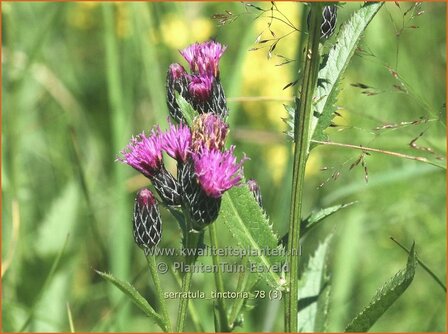 Serratula tinctoria | Zaagblad | F&auml;rber-Scharte