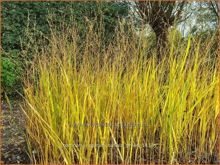 Panicum virgatum &#039;Buffalo Green&#039; | Vingergras, Parelgierst | Rutenhirse