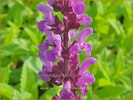 Salvia nemorosa &#039;Rose Marvel&#039; | Bossalie, Salie, Salvia | Steppensalbei