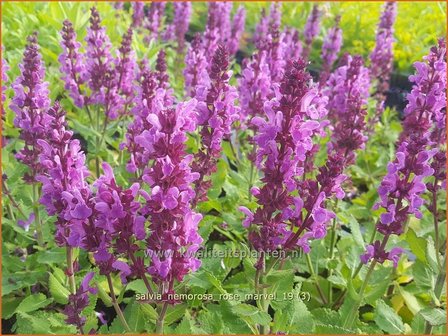 Salvia nemorosa &#039;Rose Marvel&#039; | Bossalie, Salie, Salvia | Steppensalbei