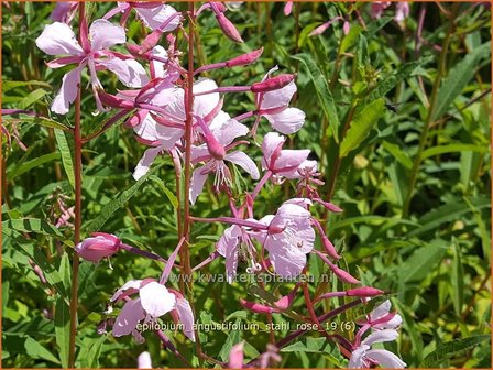 Epilobium angustifolium &#039;Stahl Rose&#039; | Wilgenroosje | Waldweidenr&ouml;schen