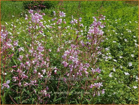 Epilobium angustifolium &#039;Stahl Rose&#039; | Wilgenroosje | Waldweidenr&ouml;schen