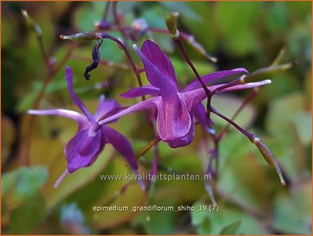 Epimedium grandiflorum &#039;Shiho&#039; | Elfenbloem | Gro&szlig;bl&uuml;tige Elfenblume