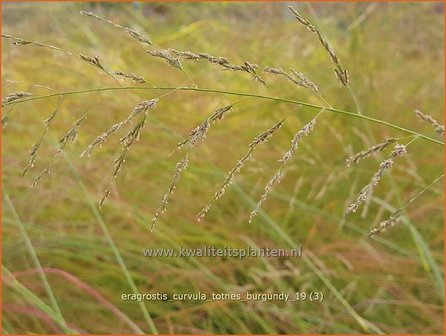 Eragrostis curvula &#039;Totnes Burgundy&#039; | Liefdesgras | Schwachgekr&uuml;mmtes Liebesgras