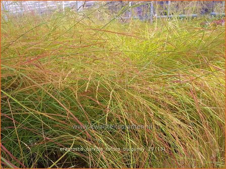 Eragrostis curvula &#039;Totnes Burgundy&#039; | Liefdesgras | Schwachgekr&uuml;mmtes Liebesgras