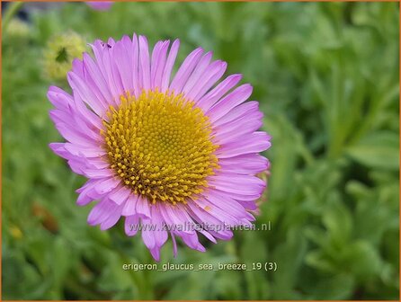 Erigeron glaucus &#039;Sea Breeze&#039; | Fijnstraal | Strand-Berufkraut