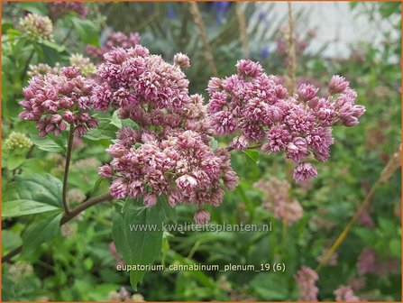 Eupatorium cannabinum &#039;Plenum&#039; | Koninginnekruid, Leverkruid | Gew&ouml;hnlicher Wasserdost