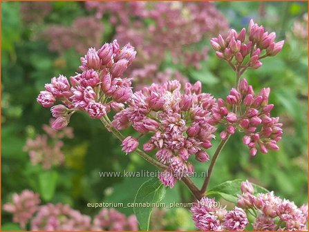 Eupatorium cannabinum &#039;Plenum&#039; | Koninginnekruid, Leverkruid | Gew&ouml;hnlicher Wasserdost