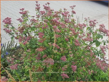 Eupatorium cannabinum &#039;Plenum&#039; | Koninginnekruid, Leverkruid | Gew&ouml;hnlicher Wasserdost