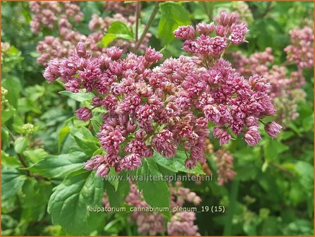 Eupatorium cannabinum &#039;Plenum&#039; | Koninginnekruid, Leverkruid | Gew&ouml;hnlicher Wasserdost