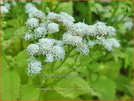 Eupatorium rugosum &#039;Lucky Melody&#039; | Koninginnekruid, Leverkruid | Braunbl&auml;ttriger Wasserdost