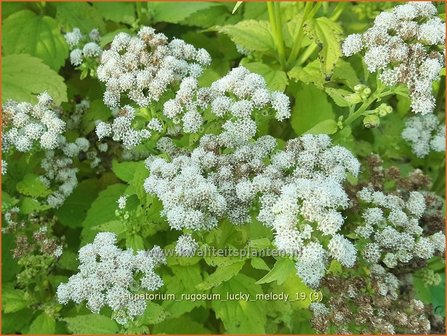 Eupatorium rugosum &#039;Lucky Melody&#039; | Koninginnekruid, Leverkruid | Braunbl&auml;ttriger Wasserdost