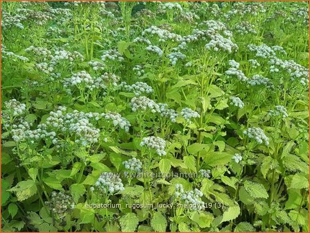 Eupatorium rugosum &#039;Lucky Melody&#039; | Koninginnekruid, Leverkruid | Braunbl&auml;ttriger Wasserdost