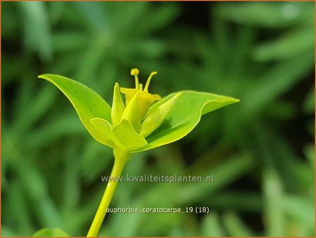 Euphorbia ceratocarpa | Wolfsmelk | Hornfr&amp;#x00fc;chtige Wolfsmilch