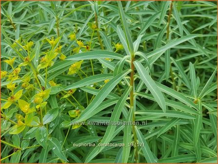 Euphorbia ceratocarpa | Wolfsmelk | Hornfr&amp;#x00fc;chtige Wolfsmilch