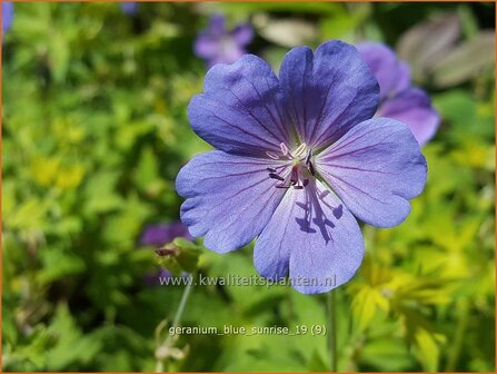 Geranium &#039;Blue Sunrise&#039; | Ooievaarsbek, Tuingeranium | Storchschnabel