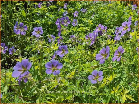 Geranium &#039;Blue Sunrise&#039; | Ooievaarsbek, Tuingeranium | Storchschnabel