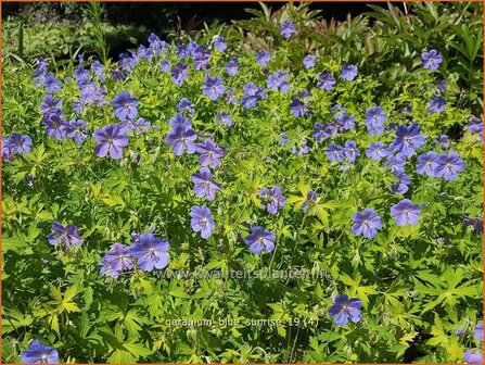 Geranium &#039;Blue Sunrise&#039; | Ooievaarsbek, Tuingeranium | Storchschnabel