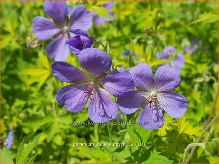 Geranium &#039;Blue Sunrise&#039; | Ooievaarsbek, Tuingeranium | Storchschnabel