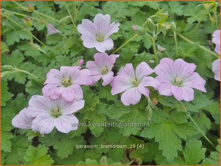 Geranium &#039;Bremdream&#039; | Ooievaarsbek, Tuingeranium | Storchschnabel