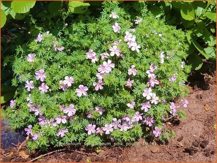 Geranium sanguineum &#039;Pink Pouffe&#039; | Bloedooievaarsbek, Ooievaarsbek, Tuingeranium | Blut-Storchschnabel